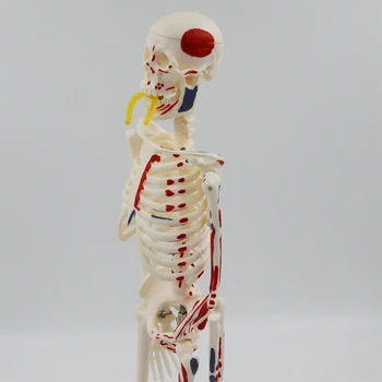 Stalinis Mini Žmogaus Skeleto Modelis 45cm Medicinos Anatomijos Studijų Studentų Ekranas